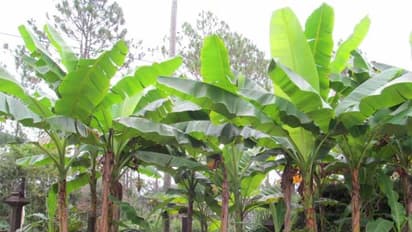 இந்த அறிகுறிகளை வைத்து வாழையை கூண் வண்டு தாக்கியுள்ளதா என்று கண்டறியலாம்...