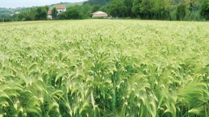 இந்த நுண்ணுயிரிகளை பயன்படுத்தி பயிர் நோய்களை கட்டுப்படுத்தலாம்...