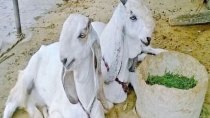 வெள்ளாடுகளில் மேற்கொள்ள வேண்டிய மேலாண்மை முறைகள் இதோ...