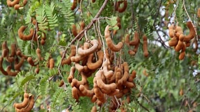 குறைந்த செலவில் புளியமரத்தை இப்படியும் சாகுபடி செய்யலாம்...