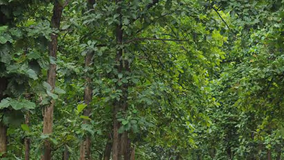 Nilambur teak's wonderful journey across globe and into GI registry