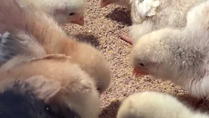 ರಾಜಧಾನಿಯಲ್ಲಿ ಹಕ್ಕಿ ಜ್ವರ ಪತ್ತೆ; ಸಾರ್ವಜನಿಕರು ಗಾಬರಿಯಾಗುವ ಅಗತ್ಯವಿಲ್ಲ