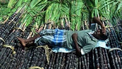 sugarcane-56043.jpg