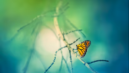 College in Kochi opens Butterfly park in its premises