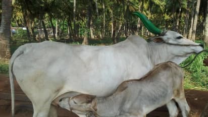 கன்று ஈன்ற மாடுகளை எப்படியெல்லாம் பராமரிக்கலாம். இதை வாசிங்க…