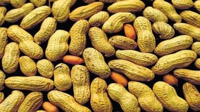 ஏக்கருக்கு 45 மூடைகள் வரை கிடைக்கும் புதிய நிலக்கடலை…