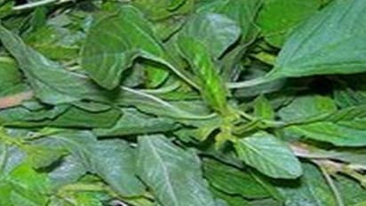 கீரை உடம்புக்கு மட்டுமல்ல விவசாயத்திற்கும் சிறந்தது; ஆண்டுமுழுவதும் வருமானம் தரும்…