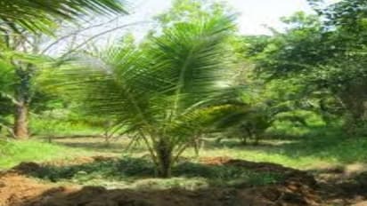 இந்த வீரிய ஒட்டுரகத்தின் மூலம் ஒரு வருடத்தில் ரூ.2 இலட்சம் சம்பாதிக்கலாம்…