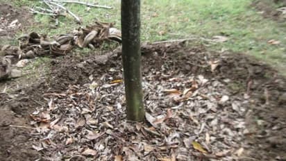 இயற்கை விவசாயத்தின் முக்கியமானது “மூடாக்கு போடுதல்”. அப்படின்னா என்ன?