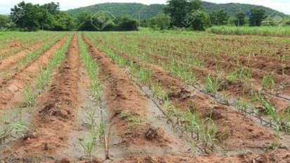 Karnataka: Only 8% of targeted area sown so far