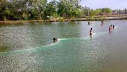 நன்னீர் மீன் வளர்ப்பு - குளத்து மண்ணில் மேற்கொள்ள வேண்டிய ஊட்டச்சத்துகள்...