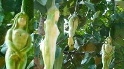 ಶಾಕಿಂಗ್: ಈ ಮರದಲ್ಲಾಗುವ ಹಣ್ಣುಗಳೆಲ್ಲಾ ಹುಡುಗಿಯ ಆಕೃತಿಯಲ್ಲಿರುತ್ತವೆ!