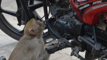 டூ-வீலர்களைத் தேடி சென்று ‘பெட்ரோல் குடிக்கும்’ வினோத குரங்கு! வாகன உரிமையாளர்கள் அவதி