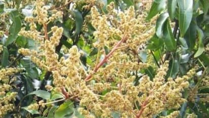 மாமரத்தில் பூ உதிர்வை தடுத்து பூக்களை பாதுகாக்க இதோ சில வழிகள்…