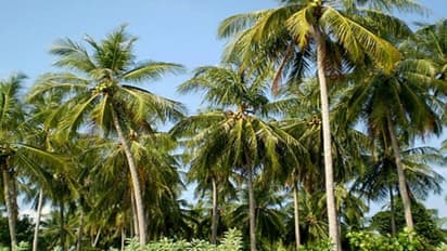 தென்னை மரத்தை வாடல் நோயிலிருந்து பாதுகாக்க இந்த வழிகளை கடைப்பிடிக்கவும்…