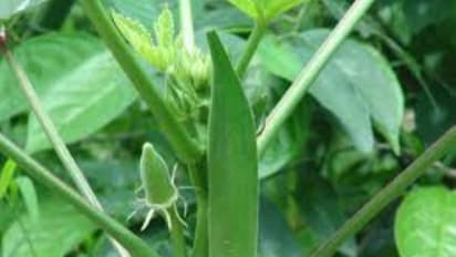 வெண்டையைத் தாக்கும் பூச்சி மற்றும் நோய்கள் ஒரு அலசல்... தீர்வும் இருக்கு...