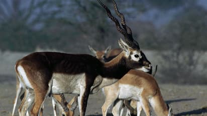 ಅವ್ಯಾಹತವಾಗಿ ನಡೆಯುತ್ತಿದೆ ಕೃಷ್ಣಮೃಗ ಬೇಟೆ :ಹಾಡಹಗಲೇ ಕೃತ್ಯ