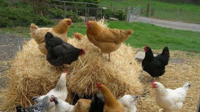 நாட்டுக் கோழிகளை அதிகளவில் தாக்கக் கூடிய நோய்கள் மற்றும் தடுக்கும் வழிகள்…