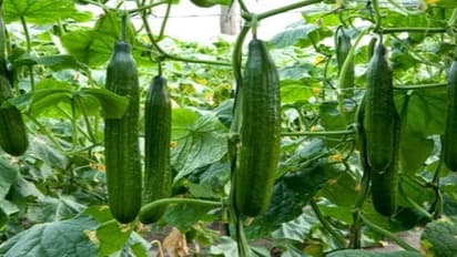 ಕಿಚನ್ ಗಾರ್ಡನ್ ನಲ್ಲಿ ಸುಲಭವಾಗಿ ಬೆಳೆಸಬಹುದಾದ ತರಕಾರಿಗಳಿವು