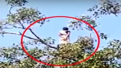 மரத்தின் உச்சியில் இருப்பது பேயா..? உச்சி வெயிலில் எடுத்த வீடியோவாம்..!