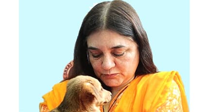 മുട്ട കോഴിയുടെ ആർത്തവ രക്തത്താൽ നിർമിതം, കുട്ടികൾക്ക് കൊടുക്കരുത്: മനേക ​ഗാന്ധി 