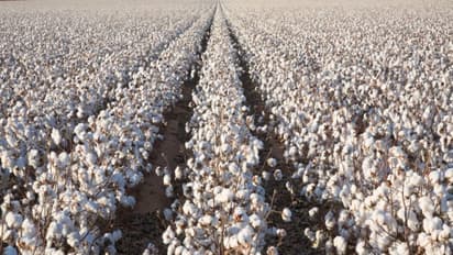 பருத்தி சாகுபடியில் விதைப்பை இப்படிதான் மேகொள்ளணும்... நல்ல பலன் தருங்க...