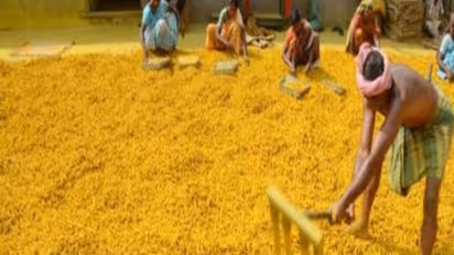 மஞ்சள் பயிர் சாகுபடியில் ஆவூட்டம் இப்படிதான் செய்யணும்... கவனம் அவசியம்...