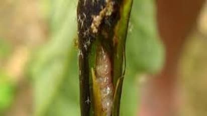 அடைப்பான் மருந்தை இப்படிதான் பயன்படுத்தணும்; அப்போதுதான் மா மரங்களை தாக்கும் பூச்சியை ஒழிக்கலாம்...