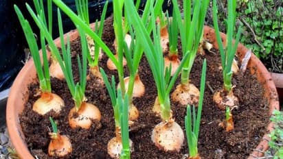 வெங்காயத்தை வீட்டிலேயே வளர்க்க என்னவெல்லாம் தேவை...