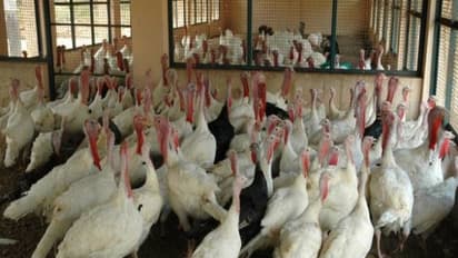 பொதுவாக வான்கோழிகளுக்கு ஏற்படும் நோய்களும் அவற்றிற்கான தீர்வுகளும்...