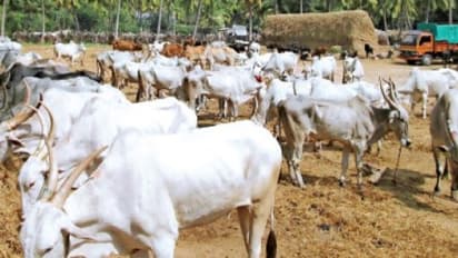 மாடுகளை அதிகளவில் தாக்கி பெரும் பொருளாதார இழப்பை ஏற்படுத்தும் “சப்பை நோய்”…