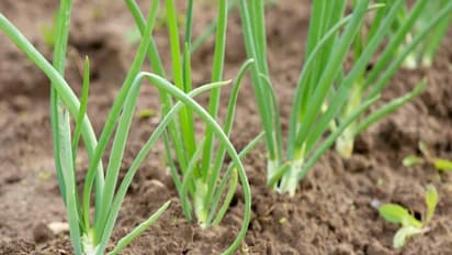 சின்ன வெங்காயத்தை அதிகமாக தாக்கும் இந்த பூச்சியை கட்டுப்படுத்த இதுதான் வழி...