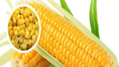 இந்தப் பூச்சிதான் சோளத்தை அதிகமாக தாக்கி பெரும் சேதத்தை ஏற்படுத்துமாம்...