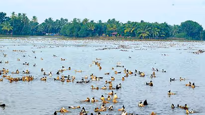 കുട്ടനാടന്‍ പാടശേഖരങ്ങള്‍ ഓരുവെള്ള ഭീഷണിയില്‍