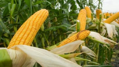 ಕಪ್ಪು ಬಣ್ಣಕ್ಕೆ ತಿರುಗಿದ ‘ಜೋಳದ ತೆನೆ’! ಕಣ್ಣೀರಿಡುತ್ತಿರುವ ರೈತ