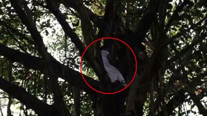 സെക്രട്ടറിയേറ്റിന് മുന്നിലെ മരത്തിൽ കയറി യുവതിയുടെ ആത്മഹത്യ ഭീഷണി