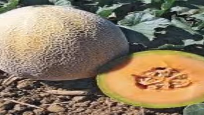 120 நாள்களில் விளைச்சல் கிடைக்கும் முலாம்பழத்தை எப்படி சாகுபடி செய்வது?