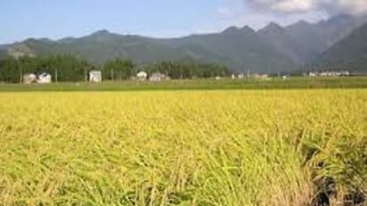 நெல் பயிரில் ஏற்படும் நோய்களை கட்டுப்படுத்த இதெல்லாம் சிறந்த வழிகள்...