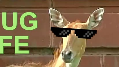 ಟೂರ್ ಬಂದೆ ಕಣ್ರೀ... ಡೆಲ್ಲಿಯ ಗಲ್ಲಿ ಗಲ್ಲಿಗಳಲ್ಲಿ ನೀಲ್ಗಾಯ್ ಸವಾರಿ: ವೀಡಿಯೋ ವೈರಲ್