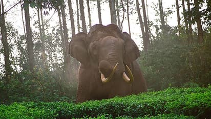 Odisha: 10-year-old boy trampled to death by wild elephant