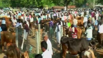 லட்சக்கணக்கில் வருவாய் தரும் தருமபுரி புதன்சந்தையை மேம்படுத்த வணிகர்கள், மக்கள் கோரிக்கை...