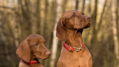 Column: Fur Or Feather, We Belong Together