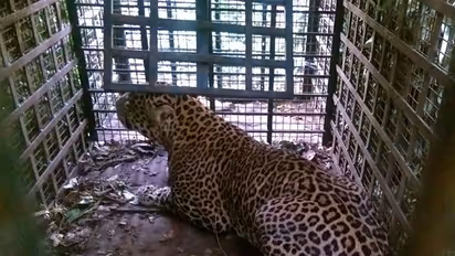 വാല്പാറയില് നാലുവയസുകാരനെ കടിച്ച് കൊന്ന പുലി പിടിയില്