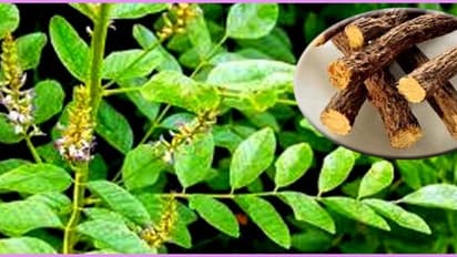 ஒரு மூலிகை ஓராயிரம் நோய்களைத் தீர்க்கும் “அதிமதுரம்”...