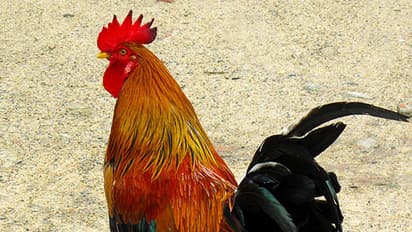 An ordinary rooster auctioned for ₹ 22,500 in Kerala town