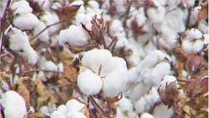 பருத்தி சாகுபடியில் விதை நேர்த்தி மற்றும் களை நிர்வாகம் ஒரு அலசல்...