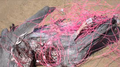 BBMP's failure leads to five deaths every day