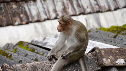 ವೃದ್ಧನ ಕಲ್ಲಿಂದ ಹೊಡೆದು ಕೊಂದ ಕೋತಿಗಳು-FIR ದಾಖಲಿಸಲು ಆಗ್ರಹ!