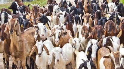 ஆடுகளை வெகுவாக தாக்கும் நோய்களும் அவற்றை தடுக்கும் முறைகளும்...