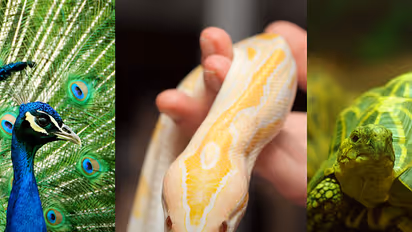 Peacocks, snakes are caged as exotic pets in Kochi